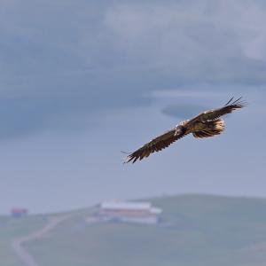 Johannes fliegt vor dem Tannsee © Hansruedi Weyrich