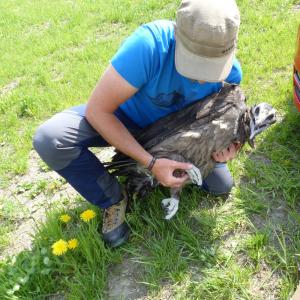 Der Jungvogel nach der Rettungsaktion während der Kontrolle des verletzten Beines (c) Franziska Lörcher