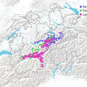 GPS Daten vom September bis November 2020 - Fortunat (dunkelblau) ist eher in der Zentralschweiz anzutreffen als Fredueli und Luzerna