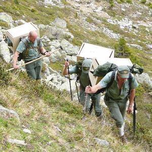 Personal des Parco Nazionale dello Stelvio tragen in Holzkisten die drei Bartgeierweibchen Tempratio, Zufall und Voltoi zur Auswilderungsnische. 