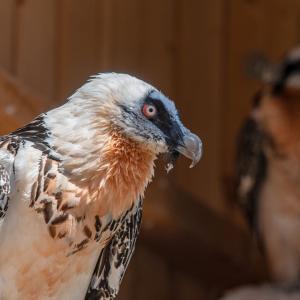 Bis zu sechs Brutpaaren können in der neuen Zuchtanlage des Natur- und Tierparks Goldau untergebracht werden (c)weyrichfoto.ch