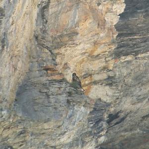 Finja ruht sich in einer schattigen Felswand aus (c) Franziska Lörcher