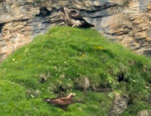 Trudi (im Bild hinten) und er junge Adler (im Bild vorne) auf dem Felskopf neben der Auswilderungsnische