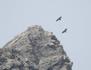 Fredueli (rechts unten) und der wildgeschlüpfte Bartgeier von 2017 fliegen zusammen beim Henglihorn