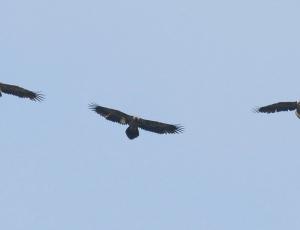 Johannes, Finja und Fredueli (von links) fliegen gemeinsam