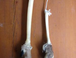 Typische Nahrung der Bartgeier: Bein von Gemse (rechts) und Rothirsch (links)