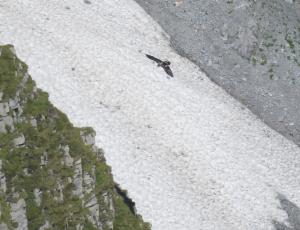 Luzerna fliegt hinter dem Grat in Nidwalden