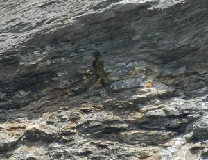 Luzerna trägt einen Knochen in den Füssen - kaum sichtbar hält sie ihn sehr nahe am Körper