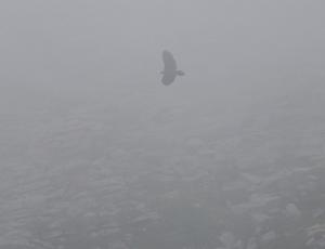 BelArosa fliegt im Nebel im Henglihang