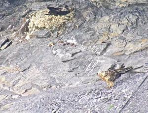 Bartgeier Fredueli landet in der Nische und wird von Obwaldera beobachtet