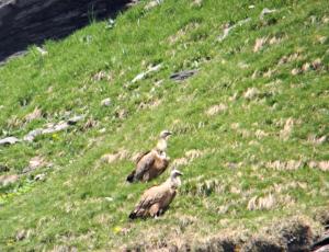 Die zwei Gänsegeier, die heute Morgen am Henglihang beobachtet wurden. 