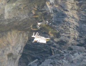 Obwaldera (oben) mit offenem Schnabel und Fredueli im Flug
