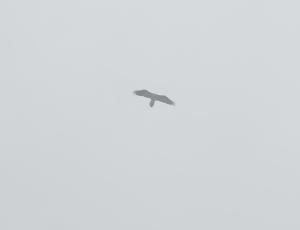 Obwaldera fliegt in den Nebelschwaden