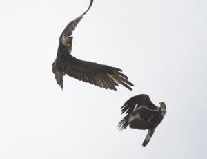 Der adulte Bartgeier fliegt akrobatisch mit einem Steinadler (c) Franziska Lörcher