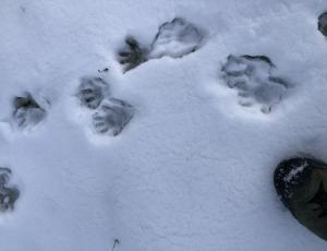 Die vier- und fünfzehigen Abdrücke vom Murmeltier im Schnee