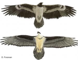Die Flügel junger Bartgeier (oben) vor dem ersten Federwechsel sind kürzer aber breiter als die eines ausgewachsenen Bartgeiers (unten). 