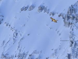 Höhenflug mit Tiefblick: Sempach II segelt in der ruhigen Winterluft. Gemmipass, VS. © Hansruedi Weyrich