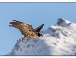 Cierzo fliegt vor den verschneiten Italienischen Alpen © Marco Cantore