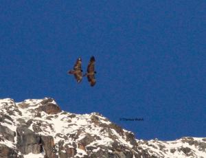 Schils  (s. hell gebleichte Federn) fliegt mit einem unbekannten Artgenossen im bündnerischen Val Bever (GR). © Thomas Wehrli