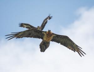 Flysch-Vigo im Flug verfolgt von einem jungen Steinadler (c) Franziska Lörcher