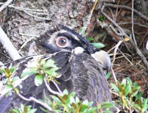 Bartgeierweibchen Temperatio, ausgewildert im Parco Nazionale dello Stelvio, wird hier bald ihre ersten Flugrunden ziehen. 