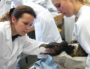 Blick wird genauestens von Frau Dr. Curd der Klinik für Zoo-, Heim- und Wildtiere der Universität Zürich untersucht. 