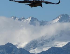 Sempach II über verschneiten Zentralschweizer Alpen